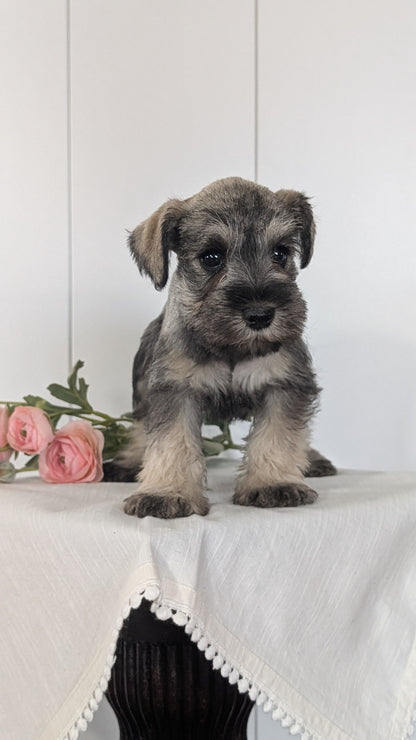 MINI SCHNAUZER (JAN 14) FEMALES
