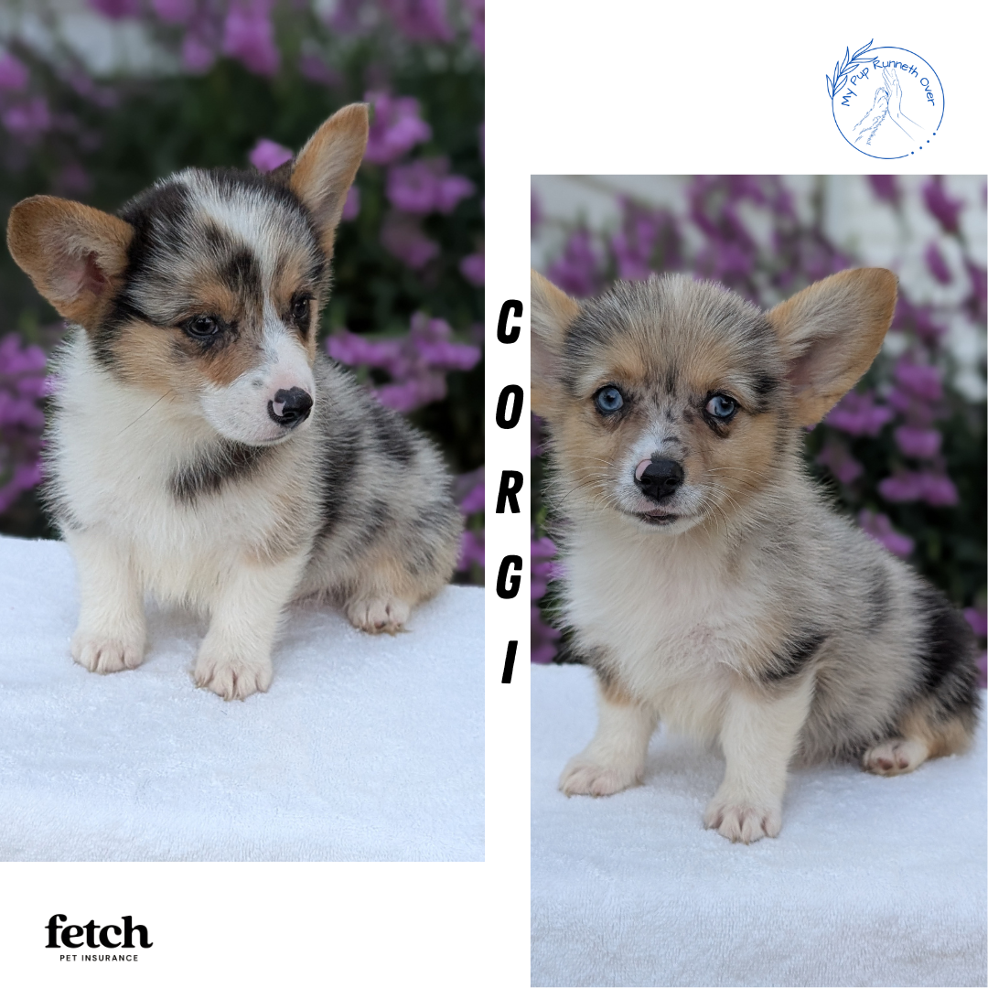 CORGI (JUN 22) MALES