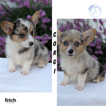 CORGI (JUN 22) MALES