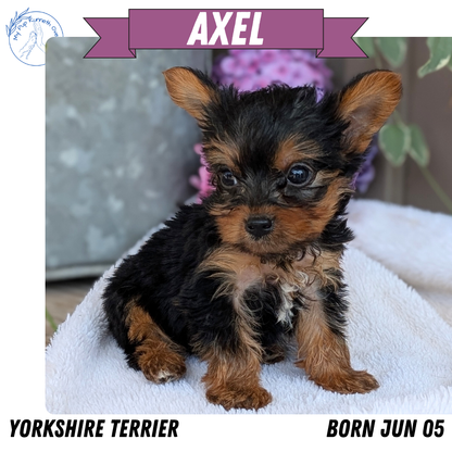 YORKSHIRE TERRIER (06/05) MALE
