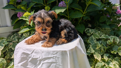 YORKSHIRE TERRIER (05/23) MALE