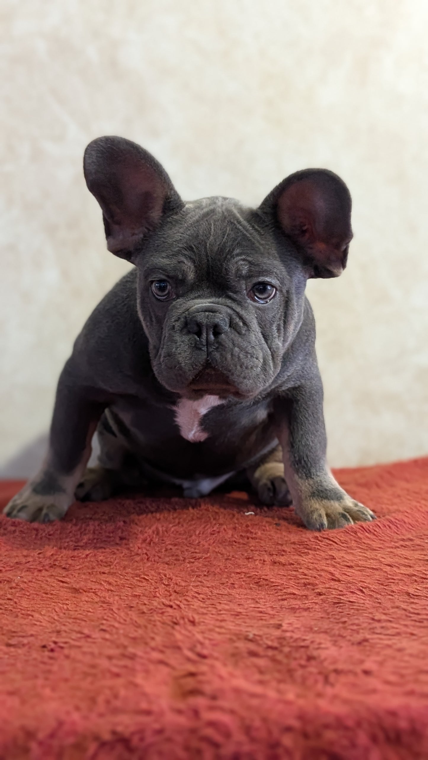 FRENCH BULLDOG (OCT 03) MALES