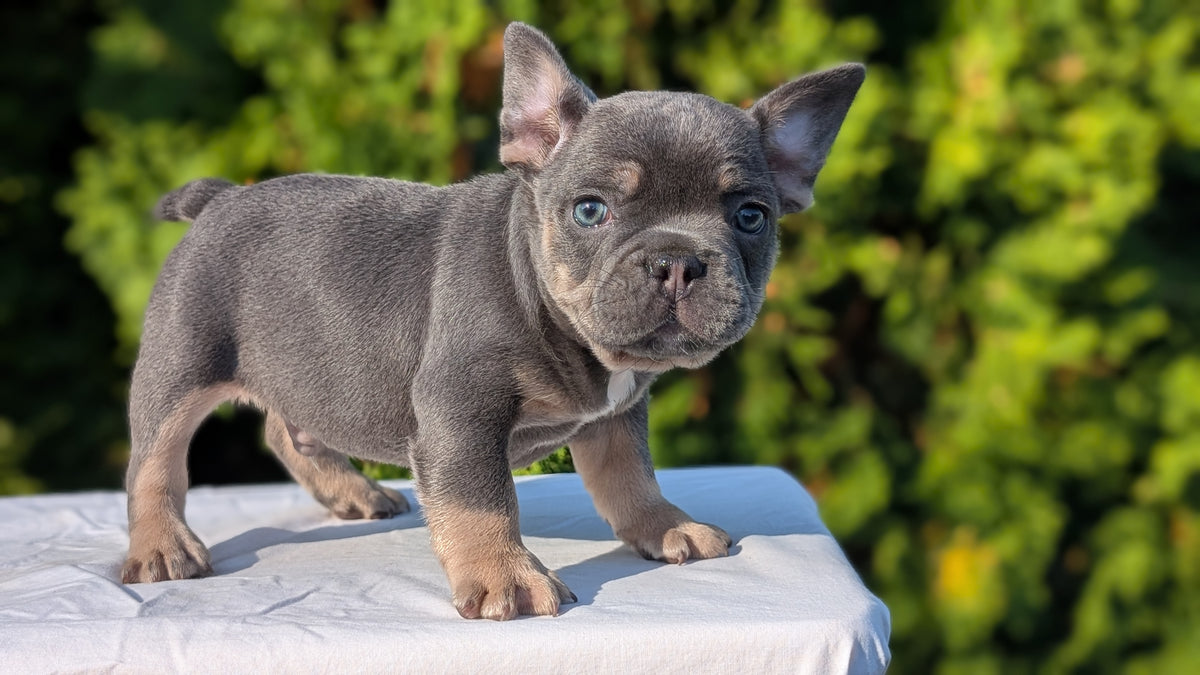 FRENCH BULLDOG (AUG 22) 3 MALES/1 FEMALE