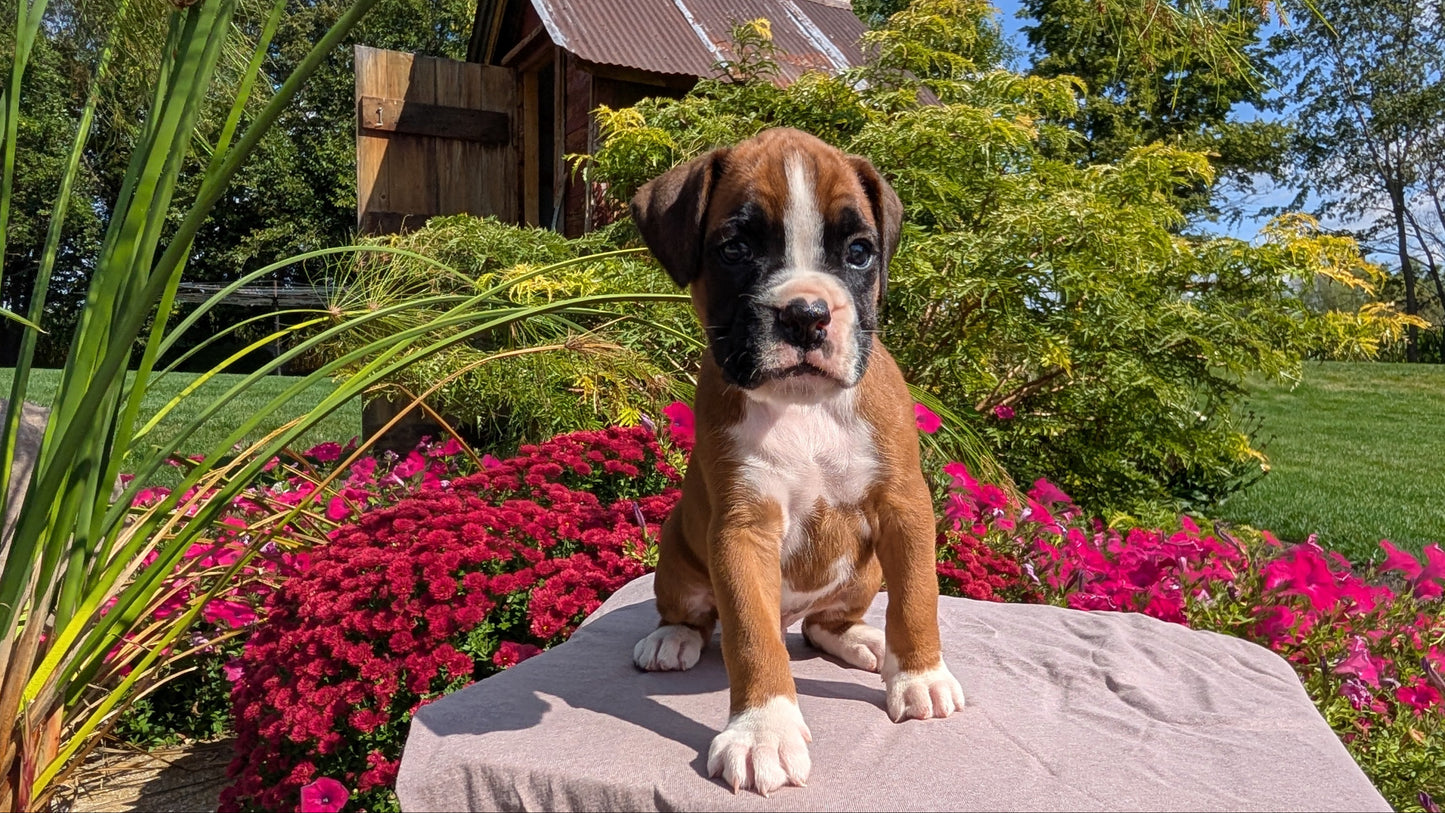 BOXER (08/20) MALE