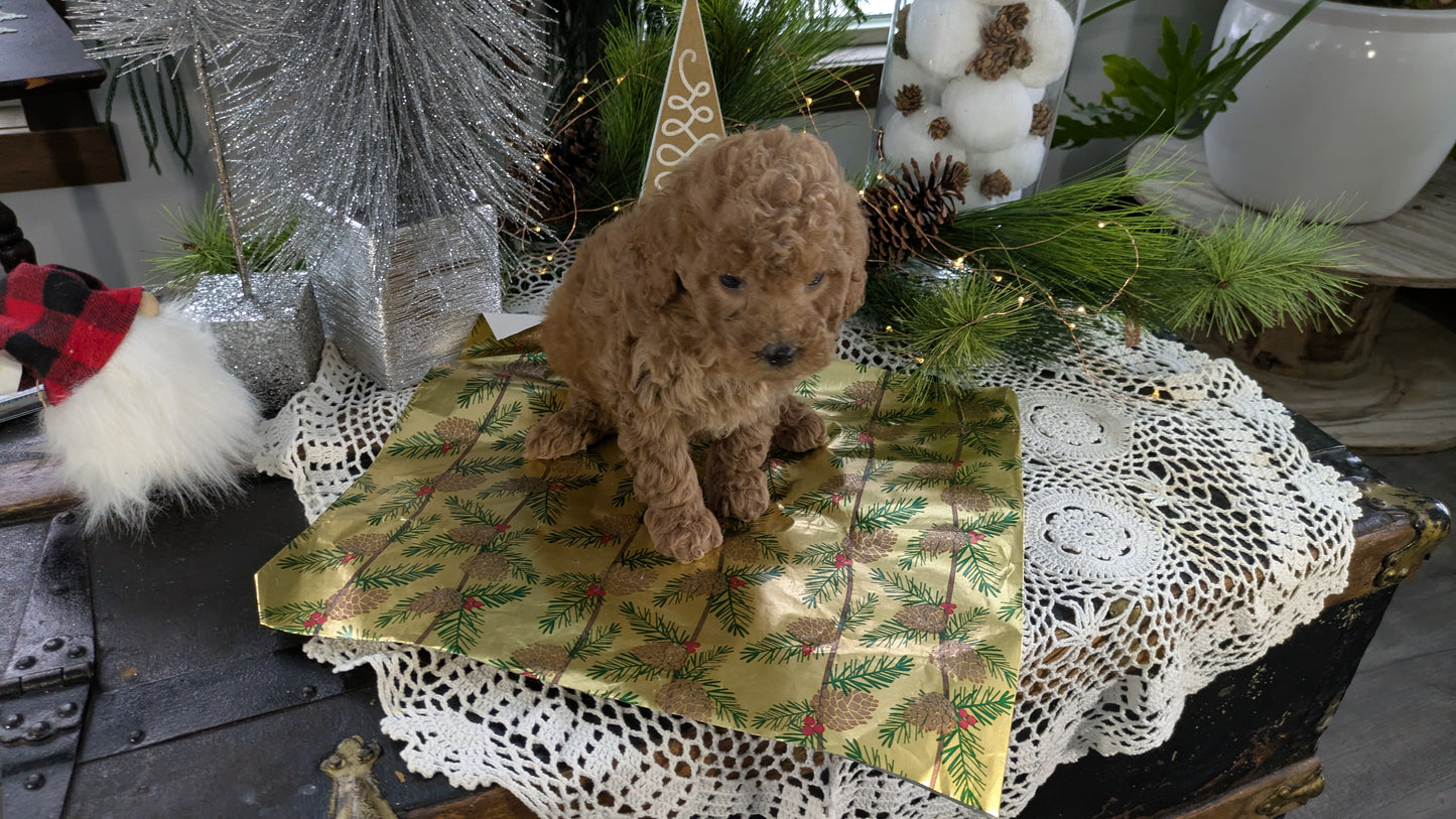 CAVAPOO (10/10) FEMALE