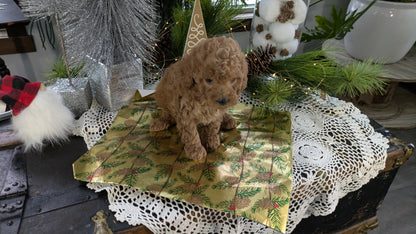 CAVAPOO (10/10) FEMALE