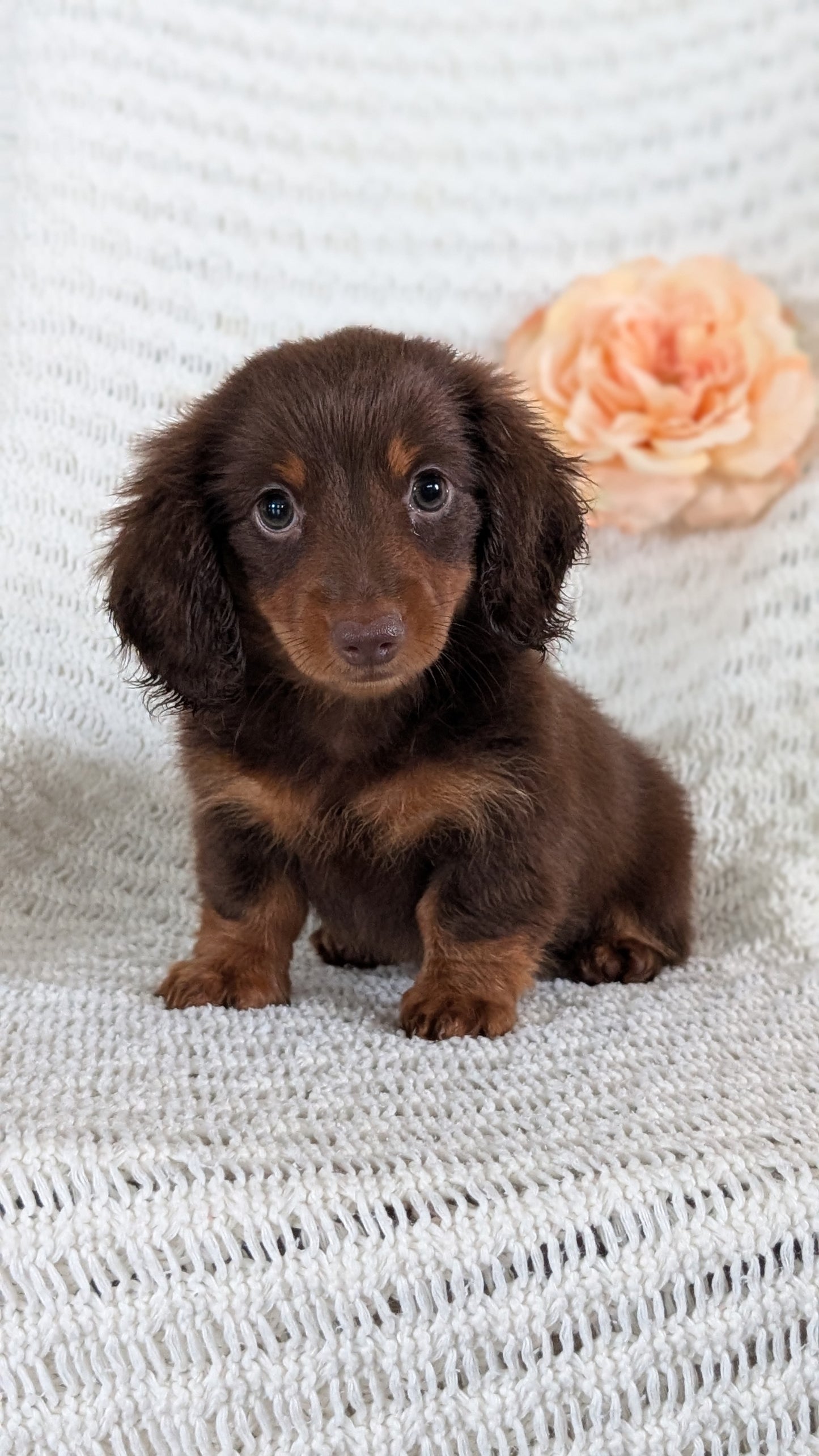 MINI DACHSHUND (MAY 13) MALE