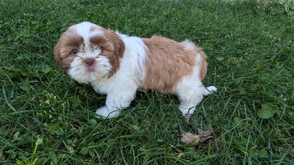 SHIH TZU (07/18) MALE