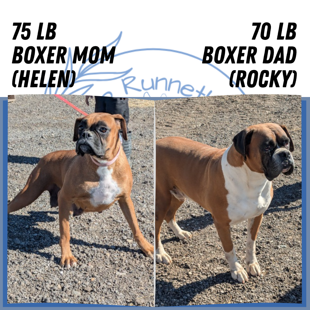 BOXER (OCT 12) MALES