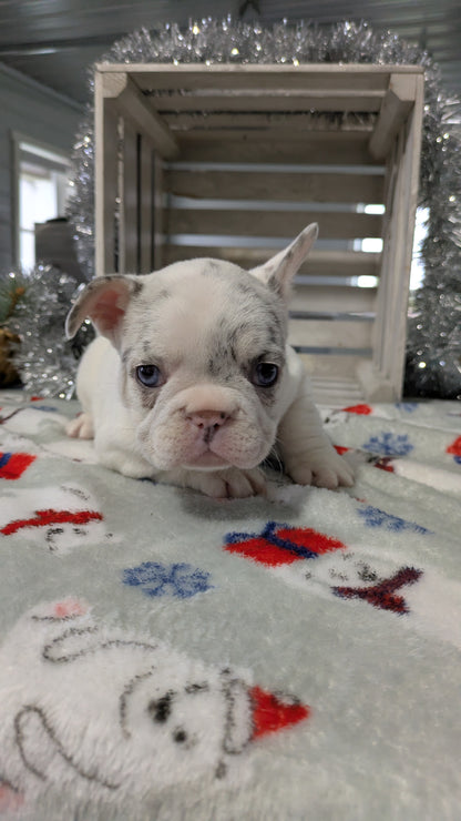 FRENCH BULLDOG (11/07) FEMALE