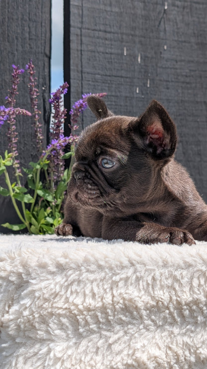 FRENCH BULLDOG (APR 24) MALES