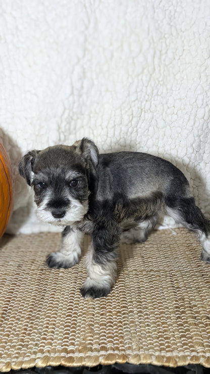 MINI SCHNAUZER (09/23) MALE