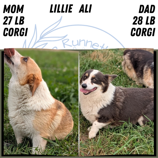 CORGI (JUN 08) FEMALES