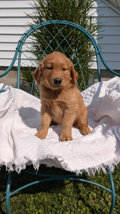 GOLDEN RETRIEVER (07/24) FEMALE