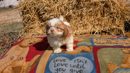 SHIH TZU (01/23) FEMALE