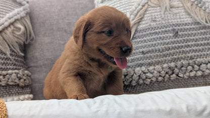 GOLDEN RETRIEVER (JUL 01) FEMALES