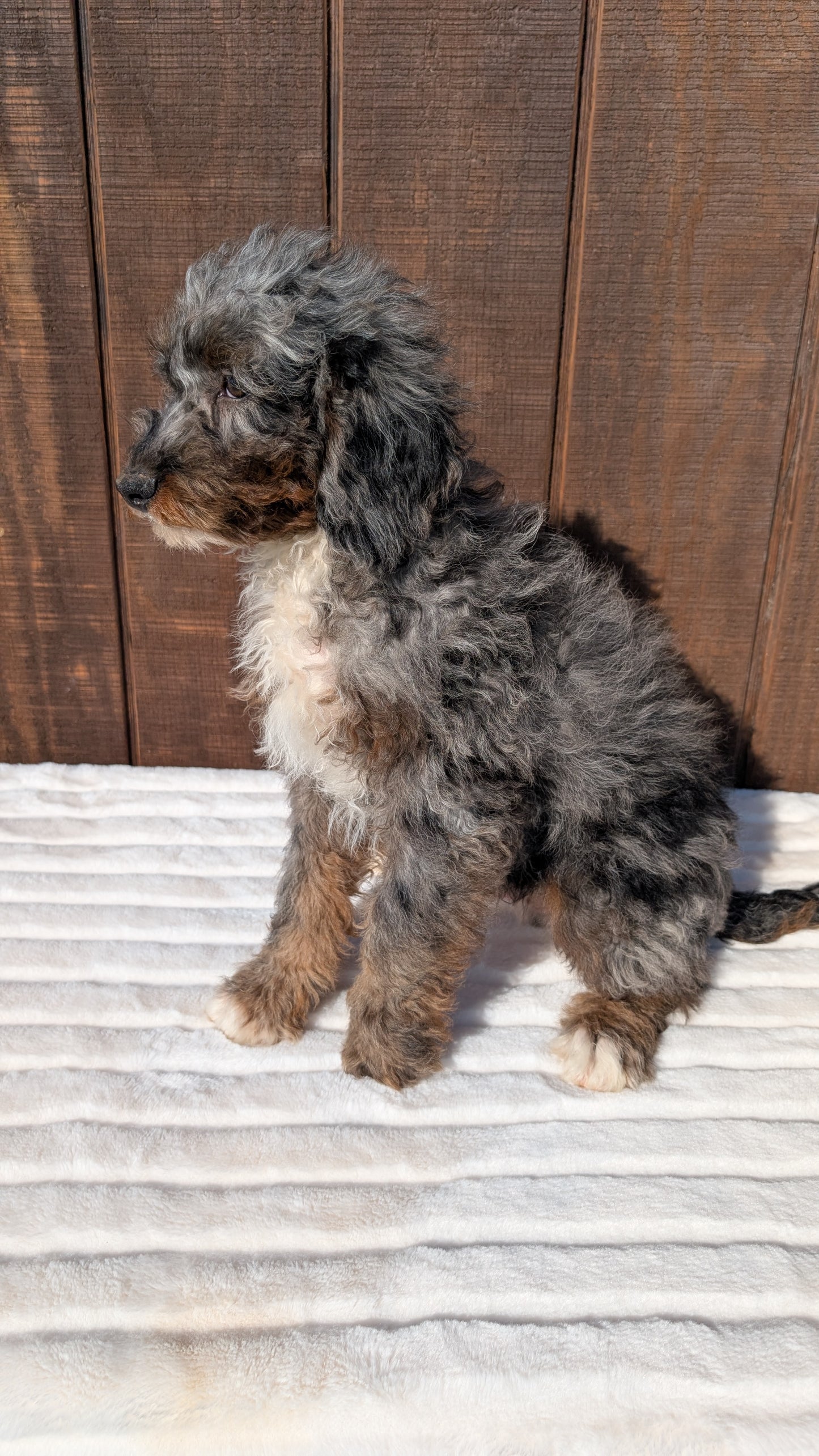 MINI BERNEDOODLE (07/25) MALE