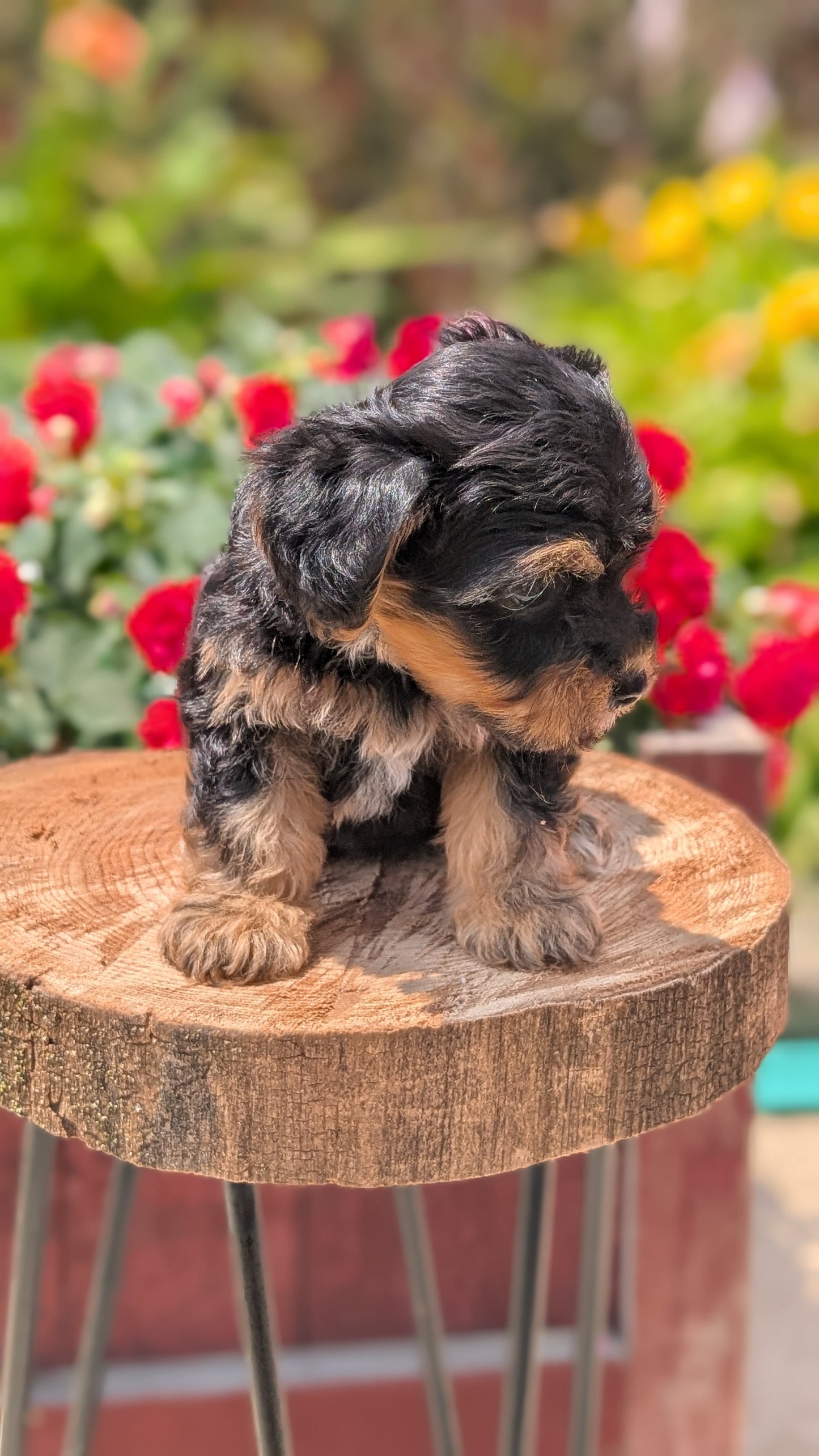 YORKIPOO (MAY 26) FEMALES