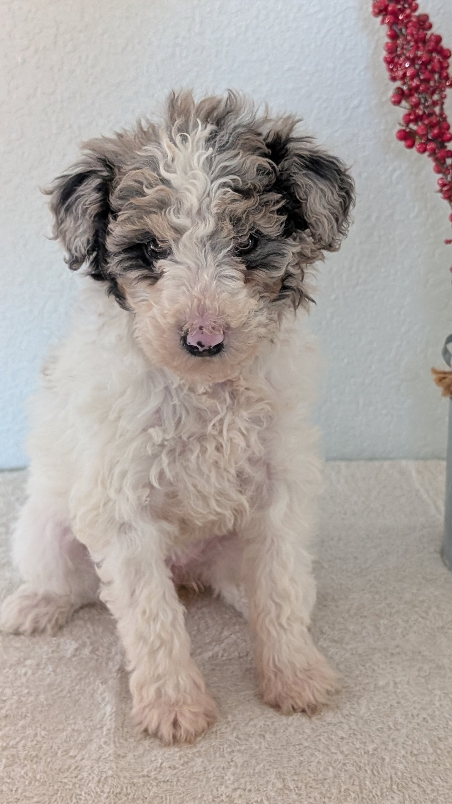 MINI BERNEDOODLE (OCT 15) FEMALES