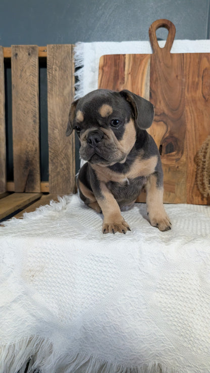 FRENCH BULLDOG (05/23) MALE