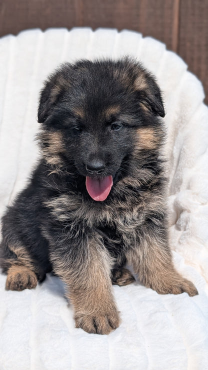 GERMAN SHEPHERD (MAR 28) MALES