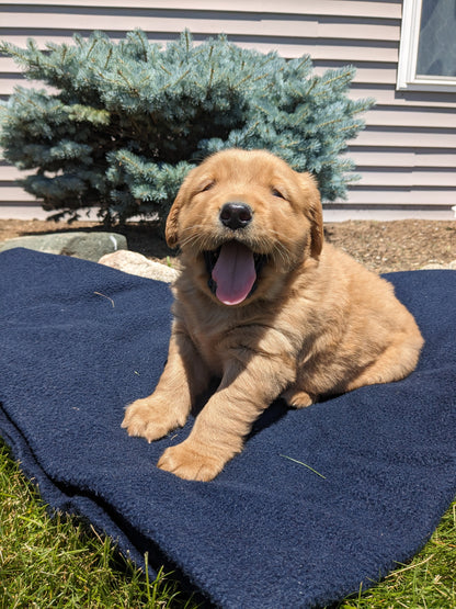 GOLDEN RETRIEVER (04/27) MALE