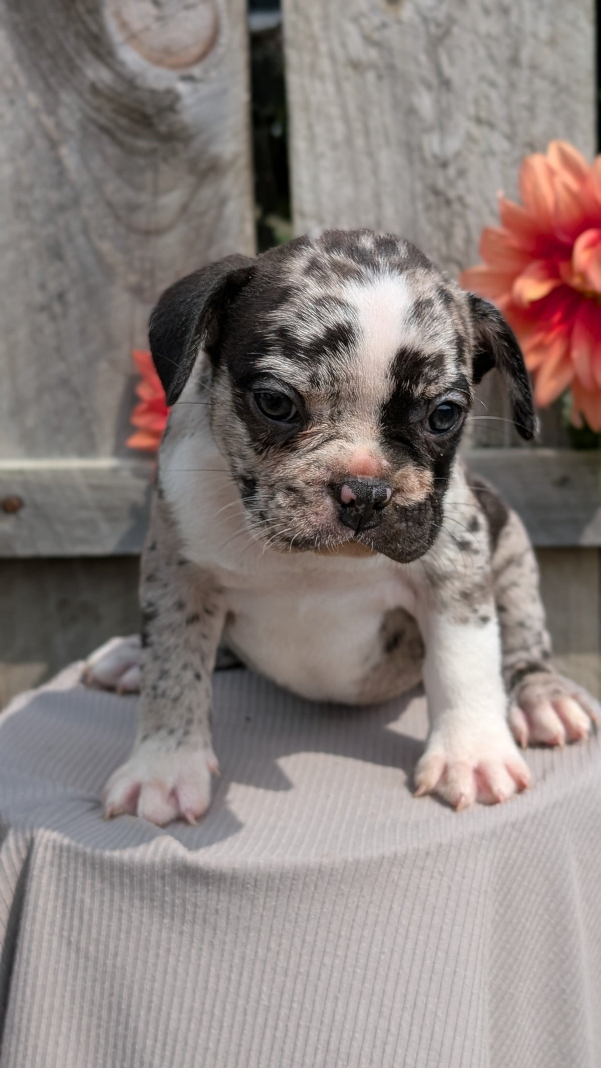 FRENCHTON (JUL 14) 2 MALES/1 FEMALE