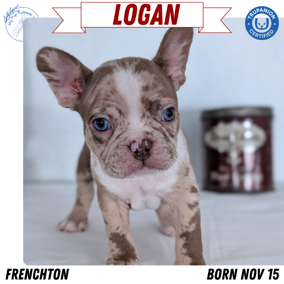 FRENCHTON (NOV 15) MALES
