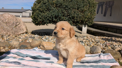 GOLDEN RETRIEVER (02/01) MALE