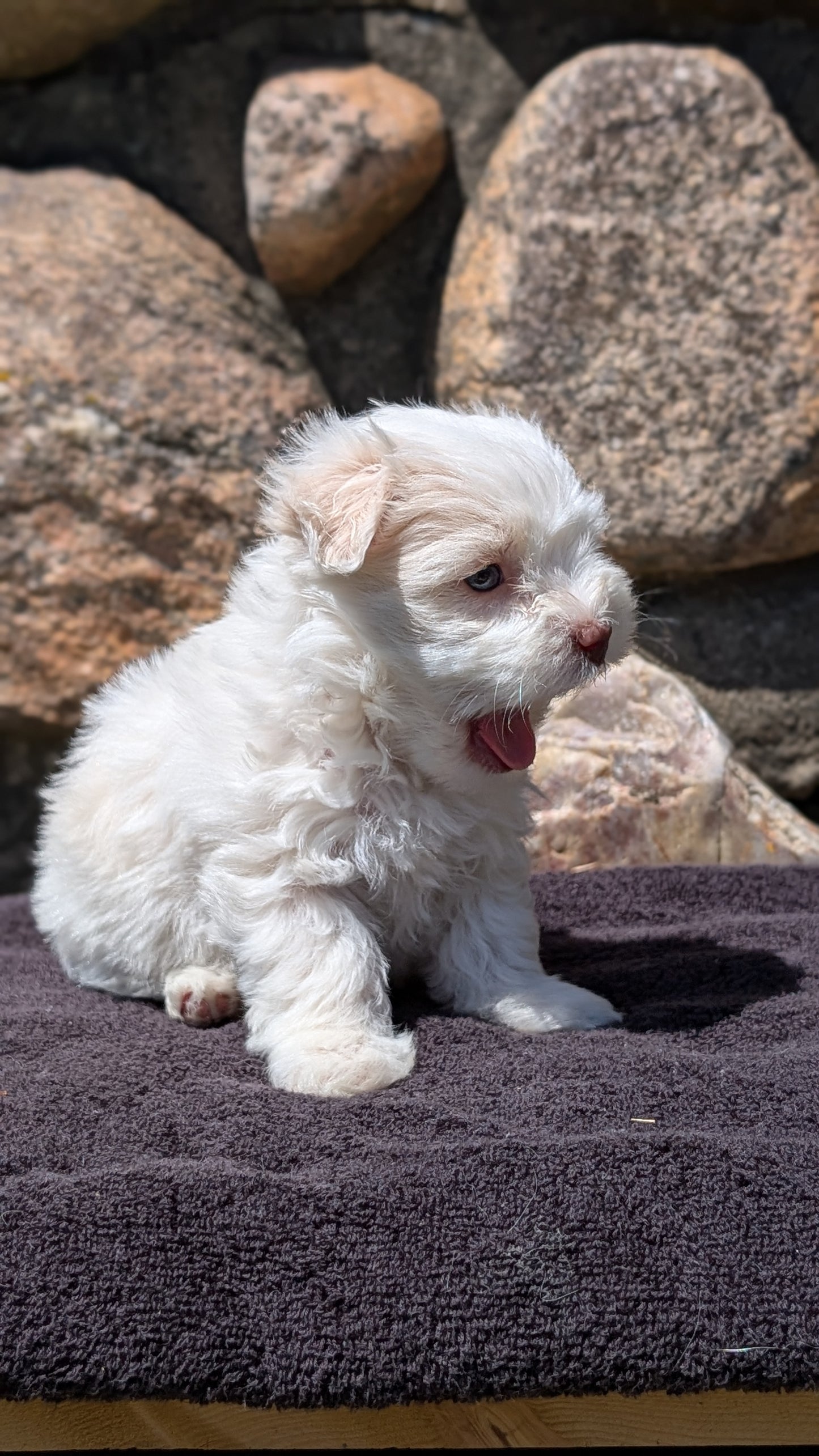 HAVANESE (MAY 14) FEMALES