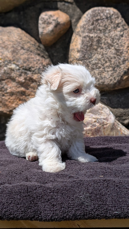 HAVANESE (MAY 14) FEMALES