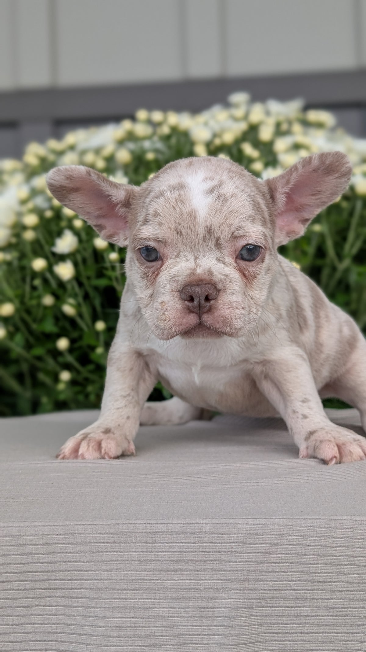 FRENCHTON (JUL 24) 1 FEMALE/1 MALE