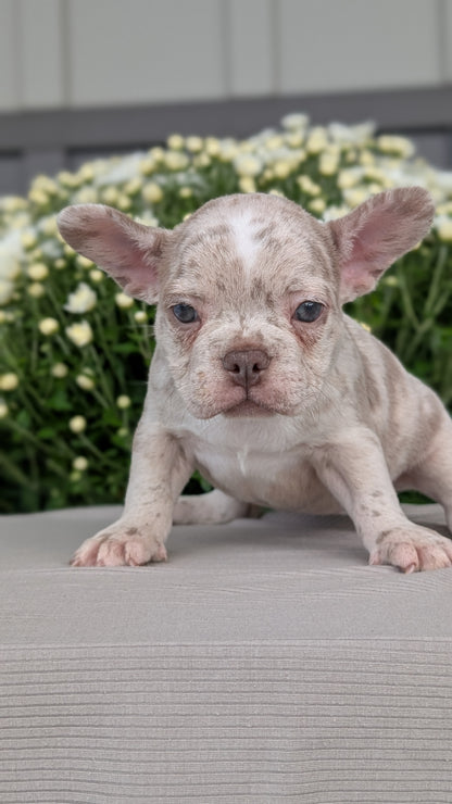 FRENCHTON (JUL 24) 1 FEMALE/1 MALE