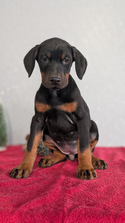 DOBERMAN PINSCHER (OCT 17) FEMALES
