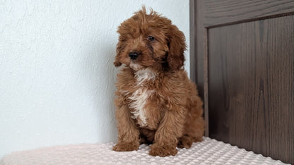 CAVAPOO (DEC 26) MALES