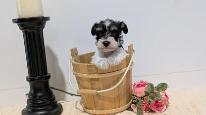 MINI SCHNAUZER (02/18) FEMALE