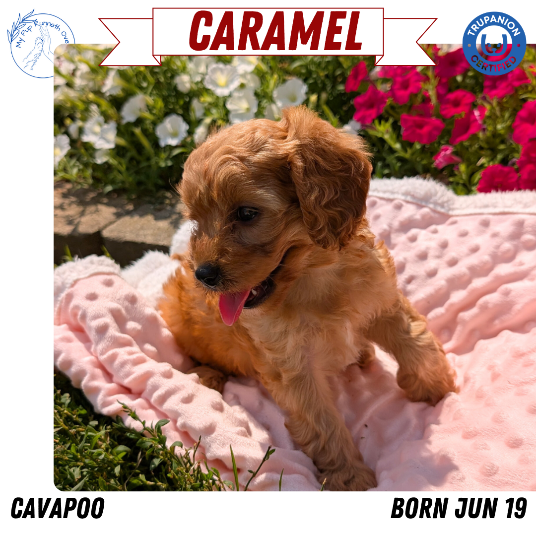 CAVAPOO (06/19) FEMALE