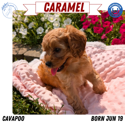 CAVAPOO (06/19) FEMALE