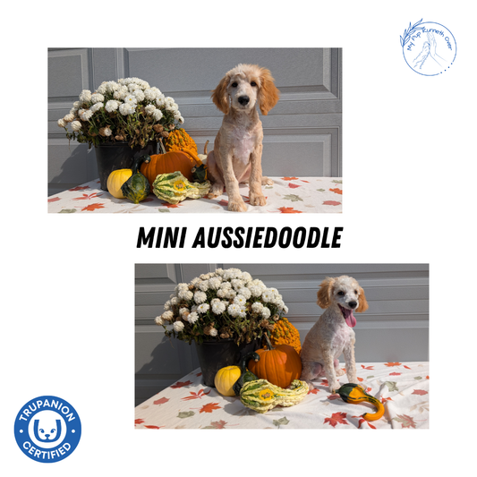 MINI AUSSIEDOODLE (06/21) MALE