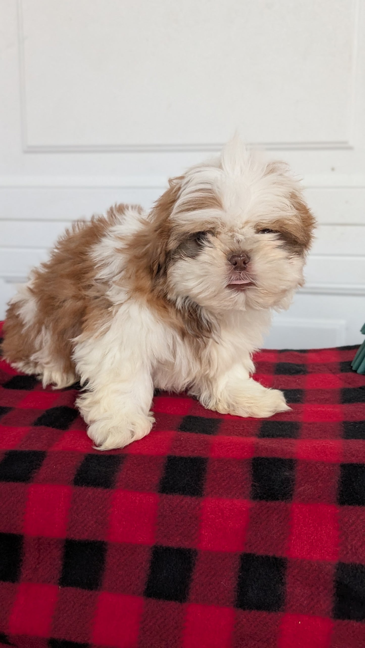 SHIH TZU (OCT 28) MALES