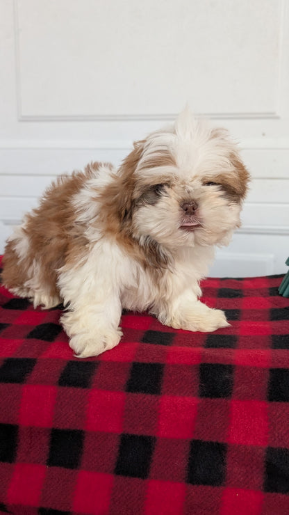 SHIH TZU (OCT 28) MALES