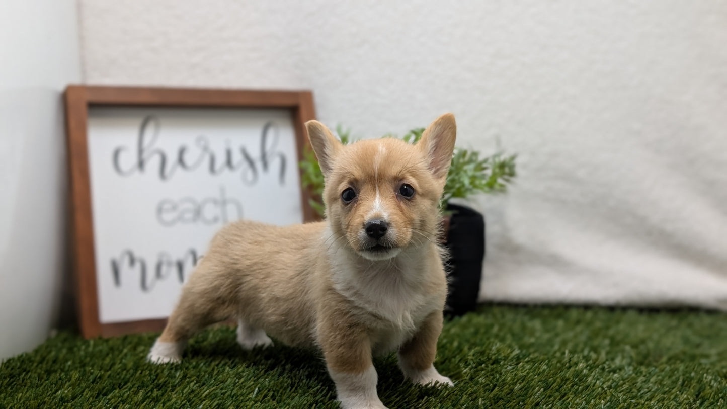 CORGI (07/10) FEMALE