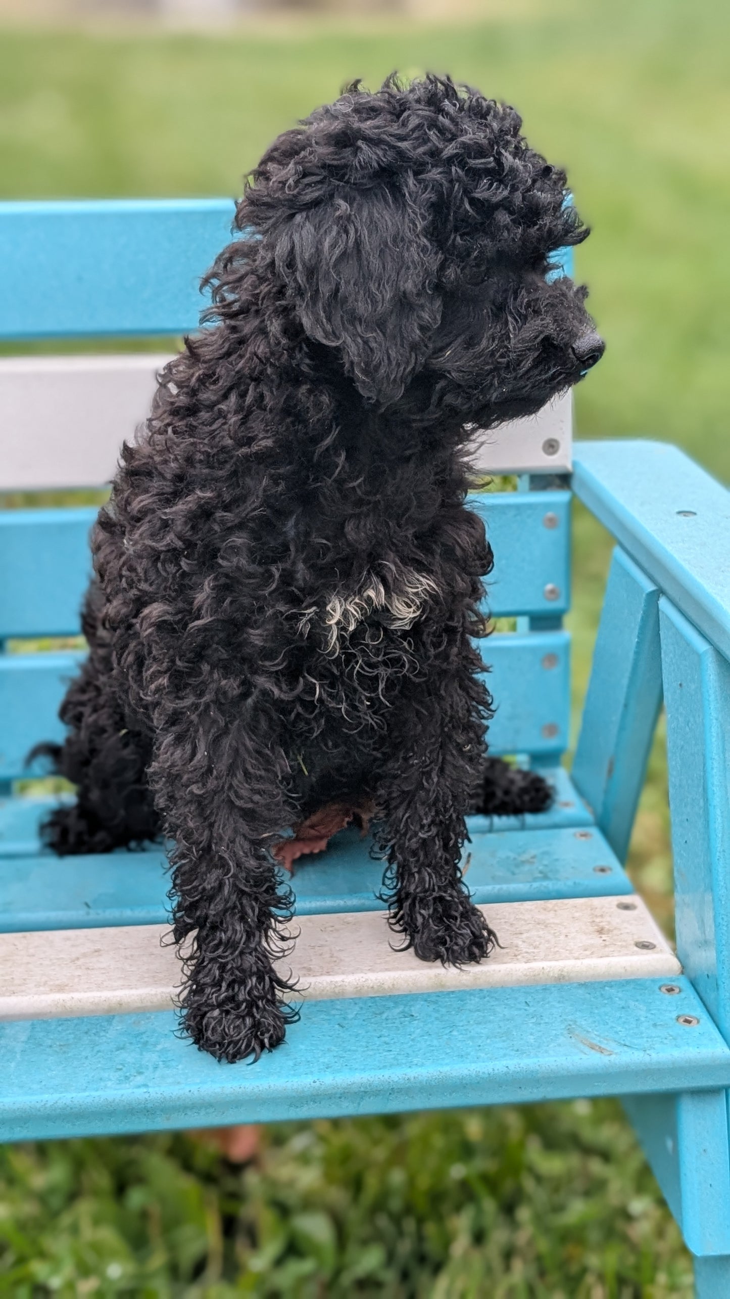 TOY POODLE (07/06) MALE