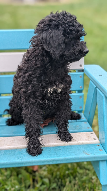 TOY POODLE (07/06) MALE