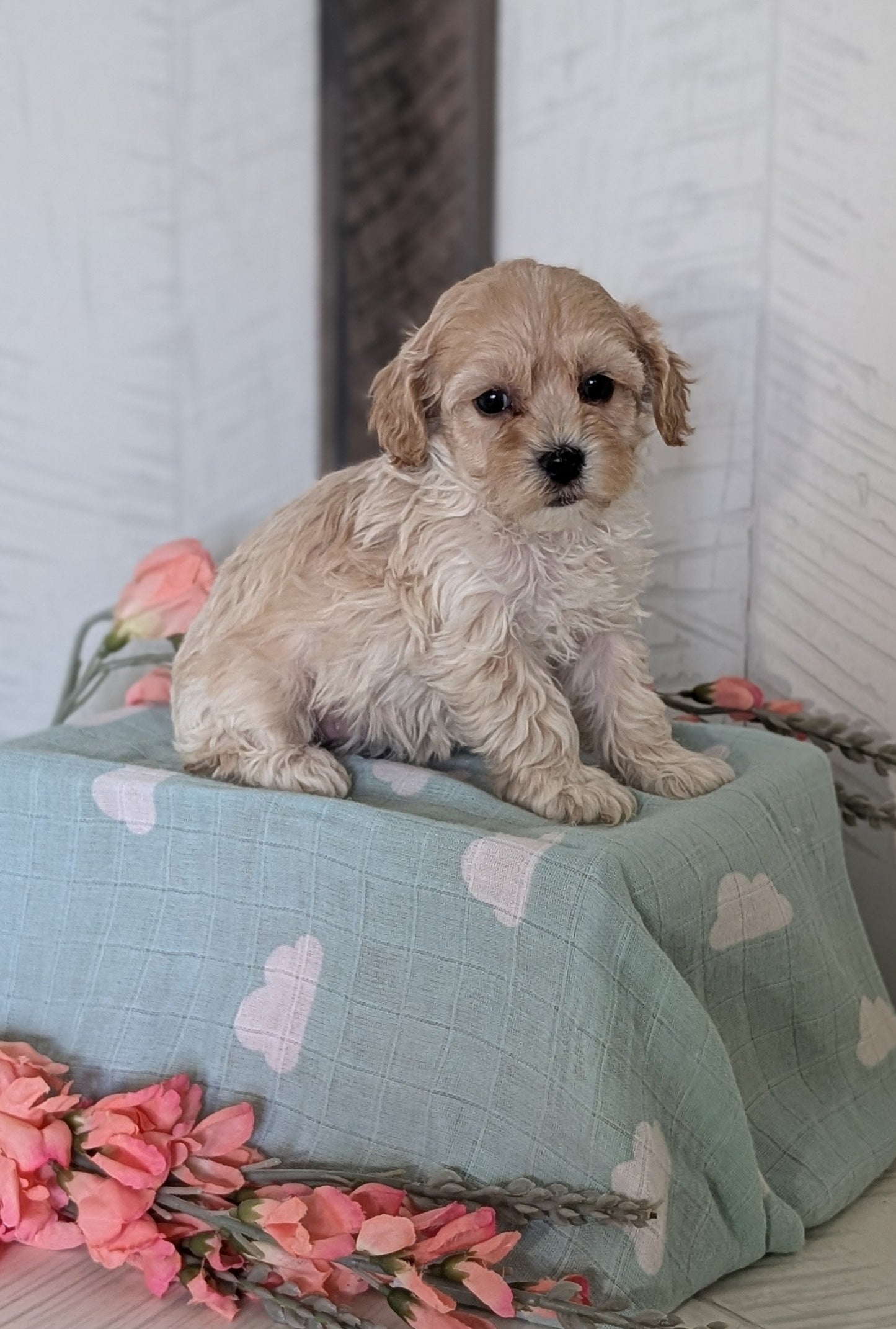 COCKAPOO (FEB 04) FEMALES