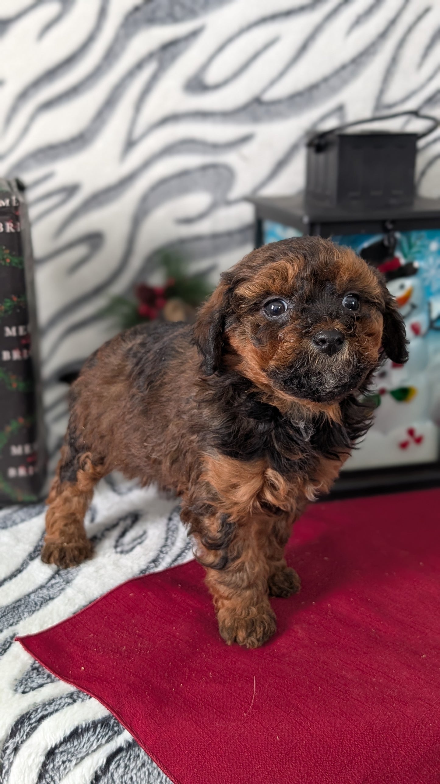 MINI LABRADOODLE (OCT 20) FEMALES