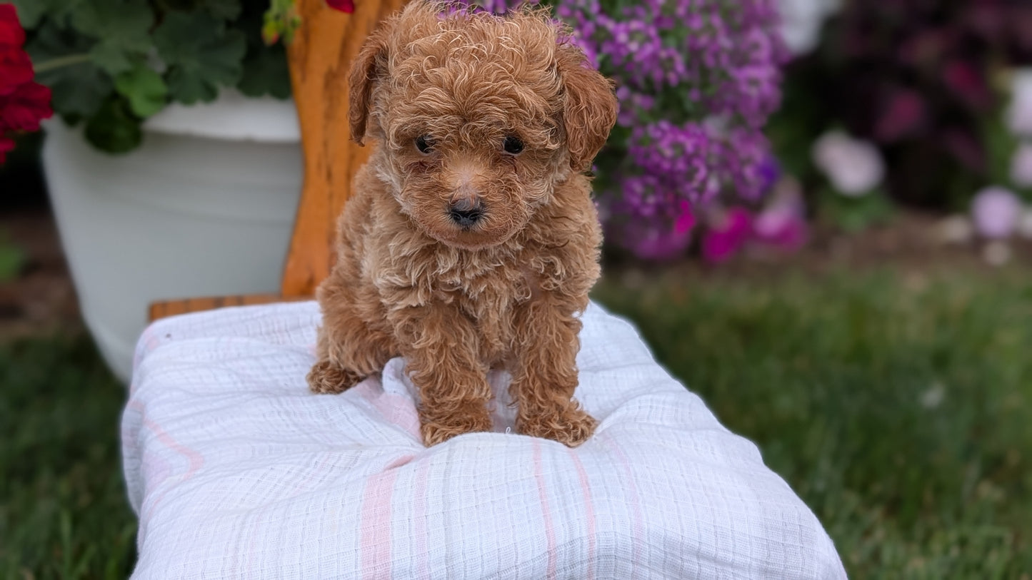 TOY POODLE (JUN 15) MALE