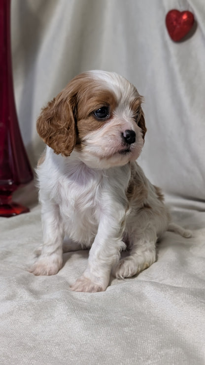 CAVALIER (DEC 03) FEMALES