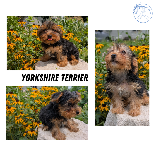 YORKSHIRE TERRIER (05/23) MALE