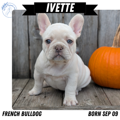 FRENCH BULLDOG (09/09) FEMALE
